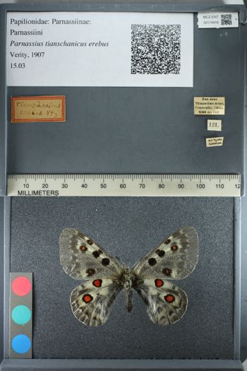 Media type: image;   Entomology 174916